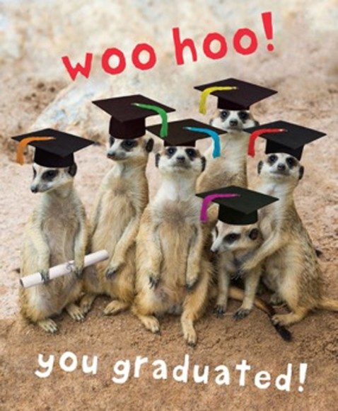 Graduation Meerkats