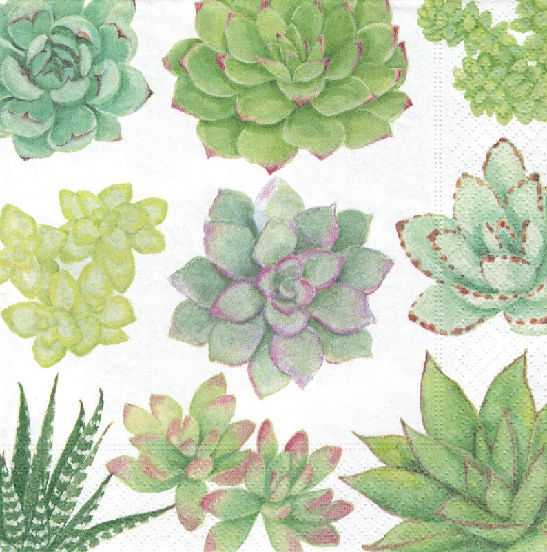 Napkin (Lunch): Succulents