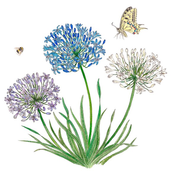 Napkin (Lunch): Agapanthus