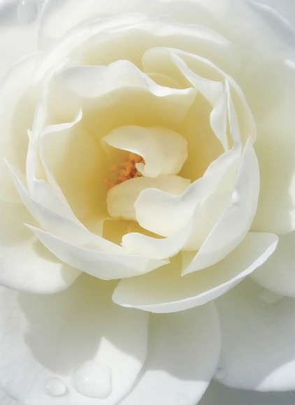 The Artists Garden: White Rose
