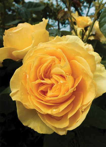 The Artists Garden: Yellow Rose