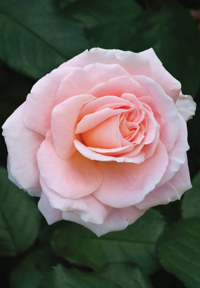 The Artists Garden: Pink Rose