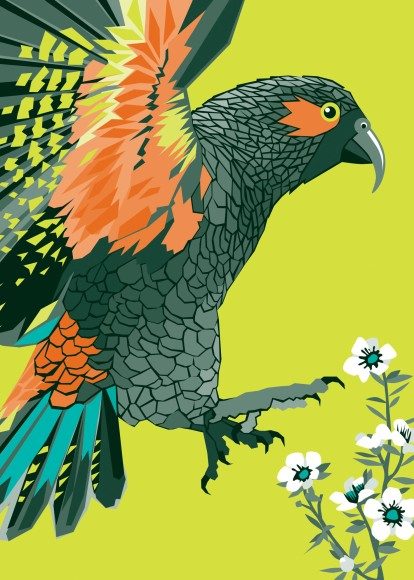 Birds Of A Feather: Kea