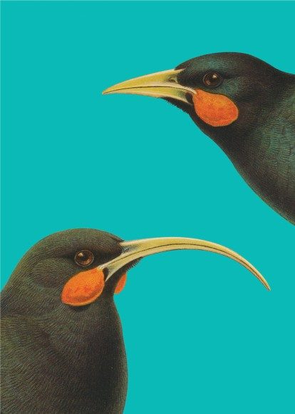 100% NZ: Huia Birds