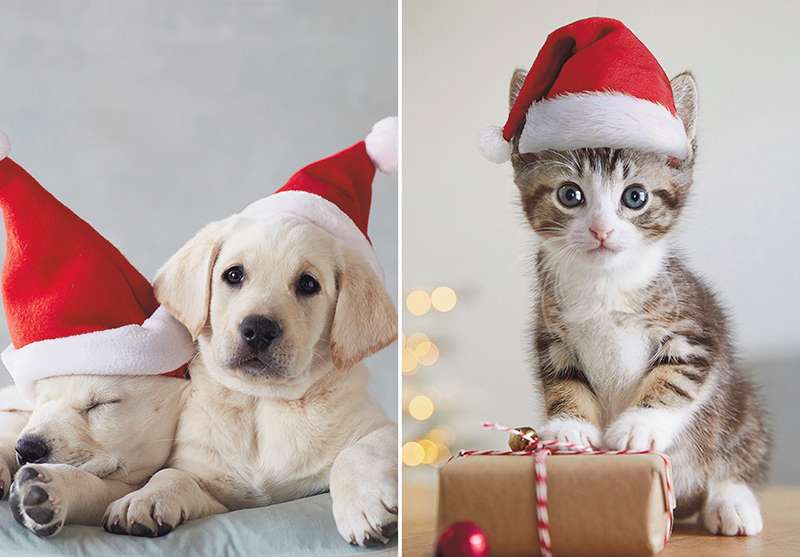 Hallmark Box of 10 Christmas Cards: Puppies & Kitten