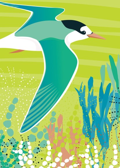 Birds Of A Feather: Fairy Tern