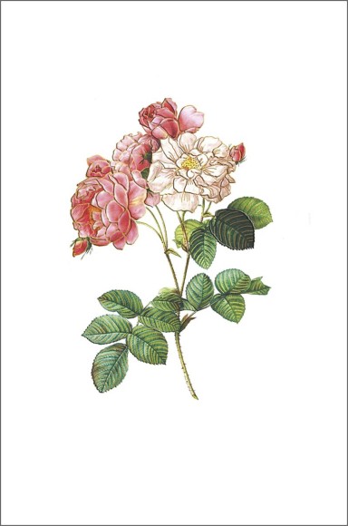 Icones Old Rose