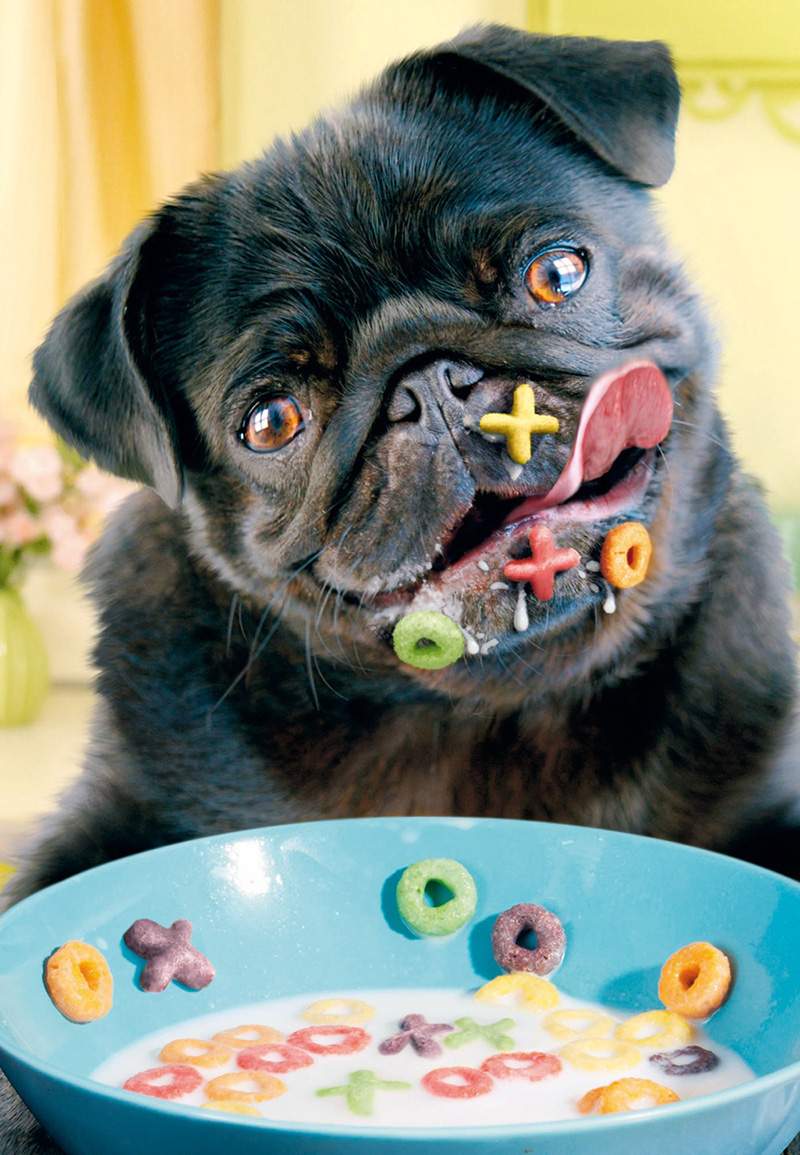 Avanti Birthday Pug Cereal  ^