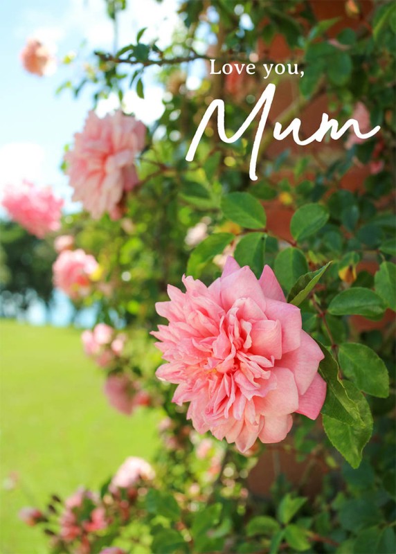 Mothers Day Card: Bloom For You Mum