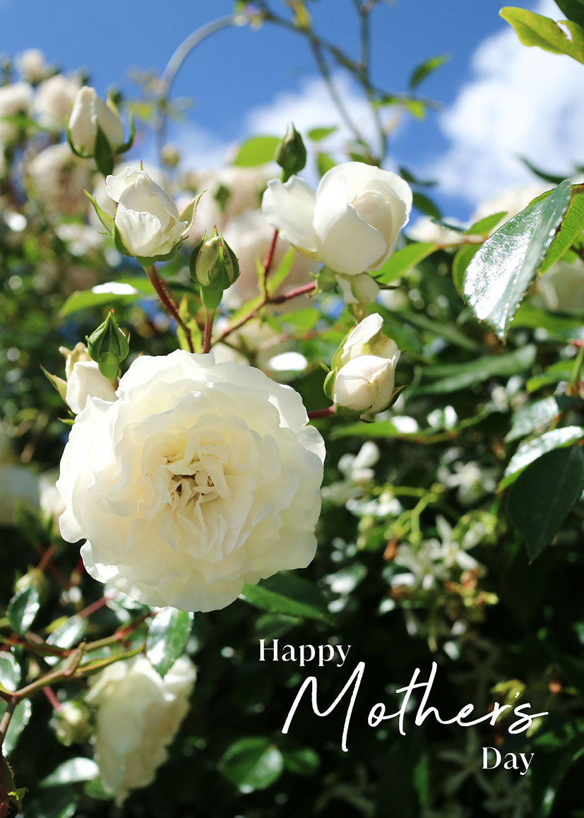 Mothers Day Card: White Roses