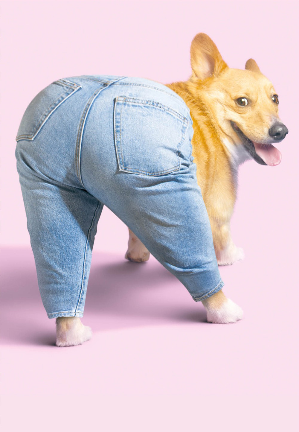 Mothers Day Card: Avanti Dog In Jeans