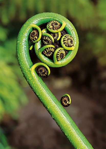 Ted Scott: Koru