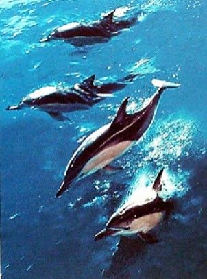 Ted Scott: Dolphins