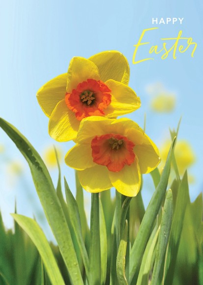 Easter Card: Pure NZ Daffodils