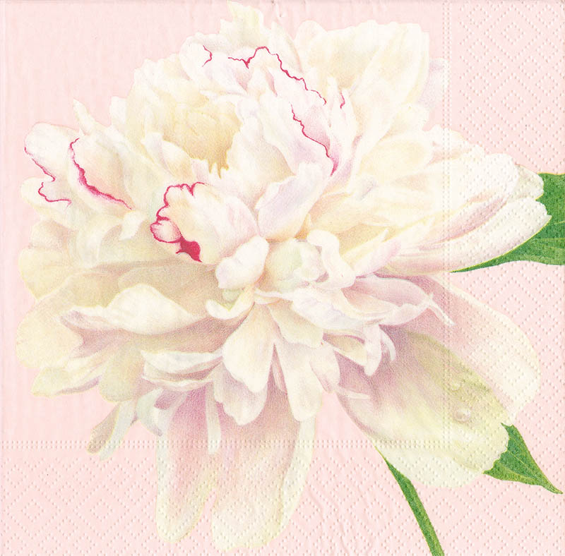 Napkin (Cocktail): Duchss Peonies Blush