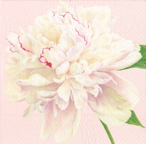 Napkin (Cocktail): Duchss Peonies Blush