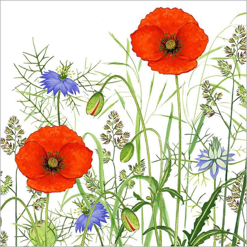 Napkin (Lunch): Poppy Field