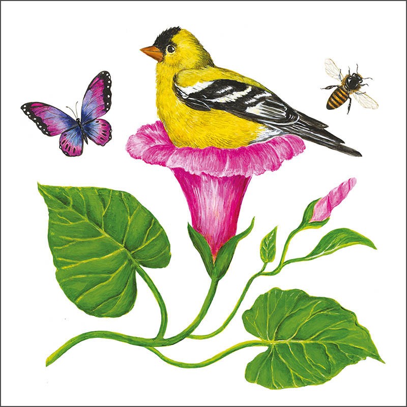Lunch Napkin Pack - Morning Glory