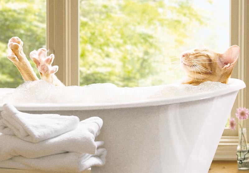Mothers Day Card: Avanti Cat Bubble Bath