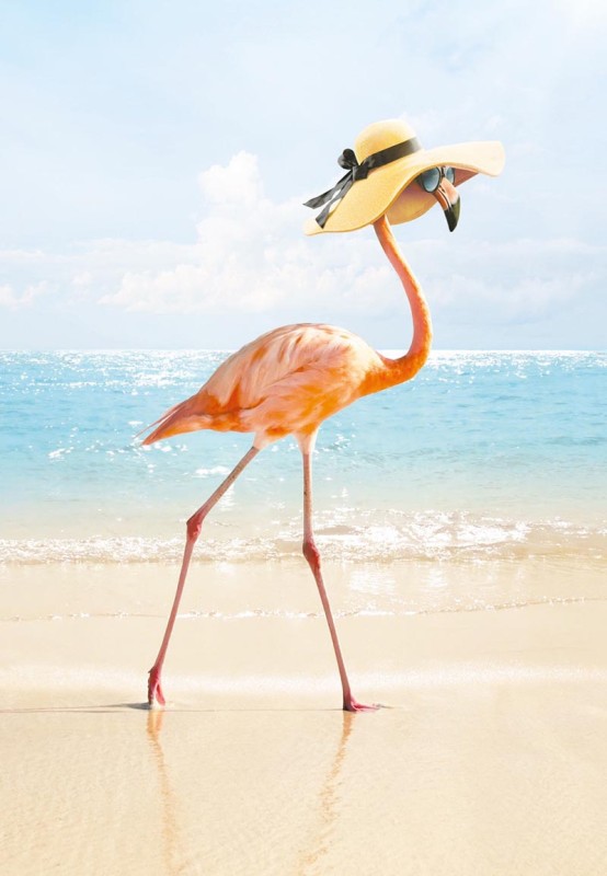 Mothers Day Card: Avanti Flamingo Beauty