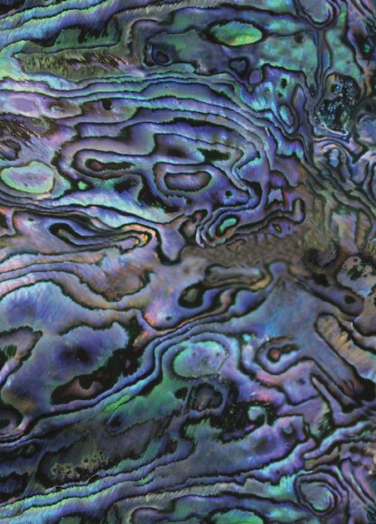 Mini: Paua