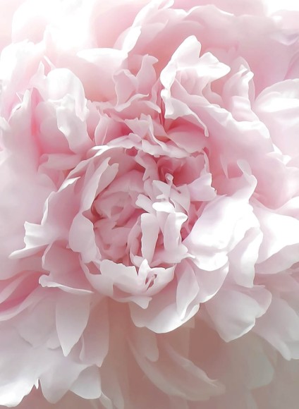 Mini: Bloom Peony