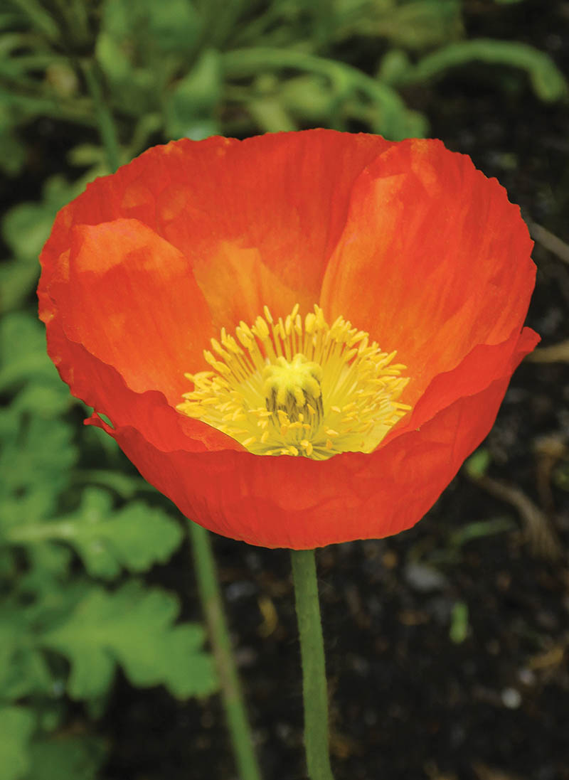 Mini: Bloom Poppy