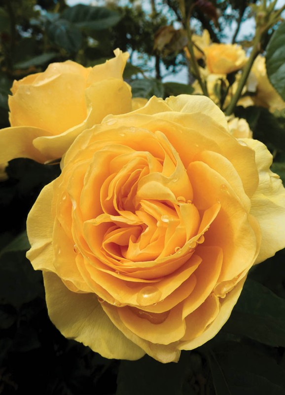 Mini: Bloom Yellow Rose