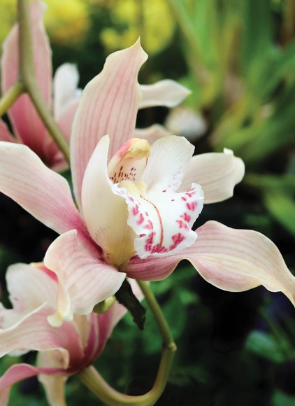 Mini: Bloom Orchid