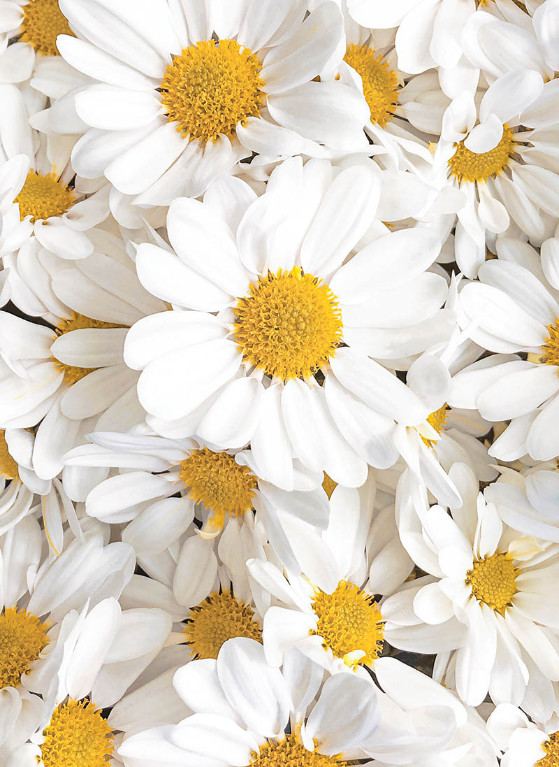 Mini: Bloom Daisies