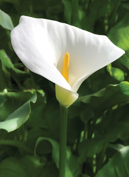 Mini: Bloom Lily