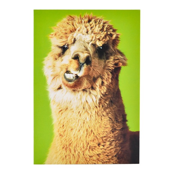 Shoebox Funny Lama Green