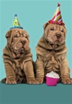 Shoebox Two Dogs