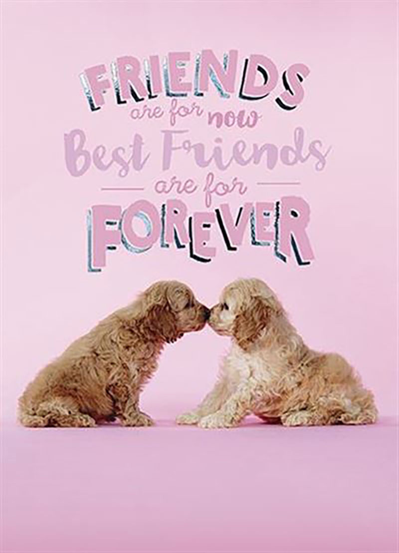 Hi There: Birthday Spf Puppies