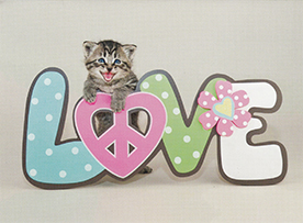 Persimmon: Love Kitten