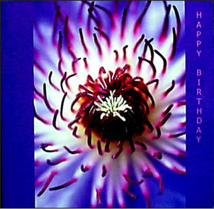 W11 Sm: Clematis Bdf