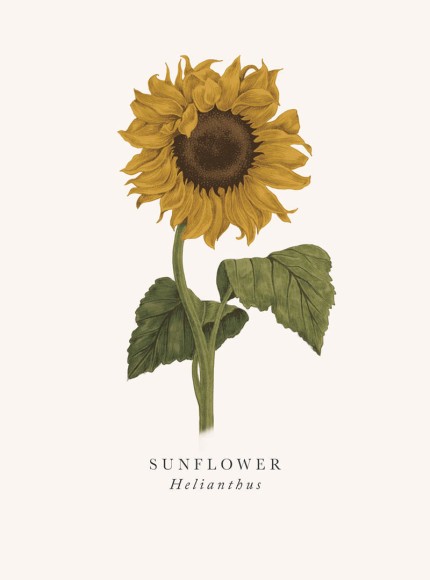 Book & Botanicals: Sunflower
