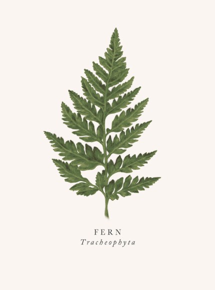 Book & Botanicals: Fern