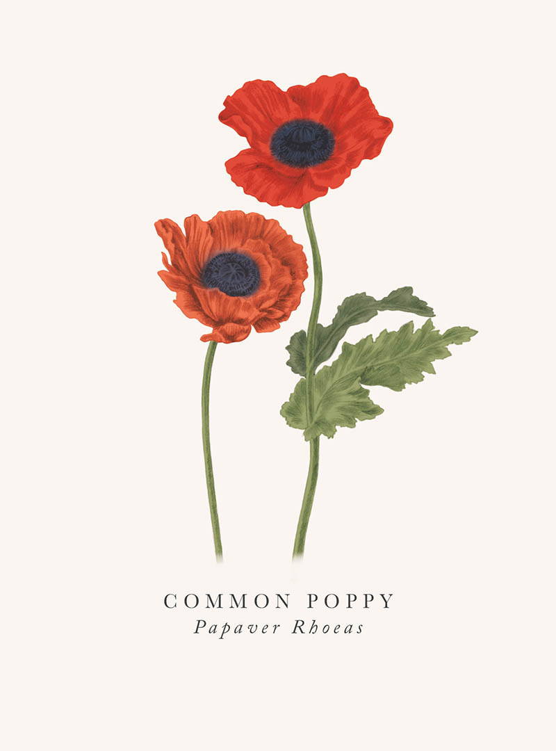 Book & Botanicals: Poppy