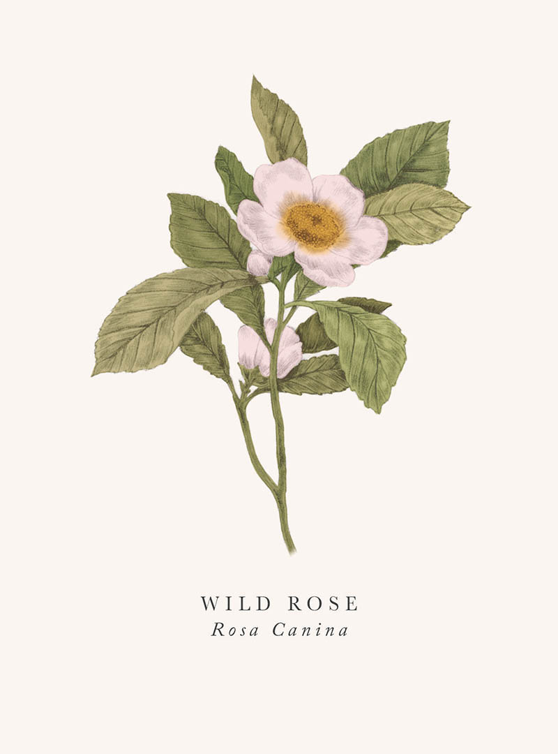 Book & Botanicals: Wild Rose