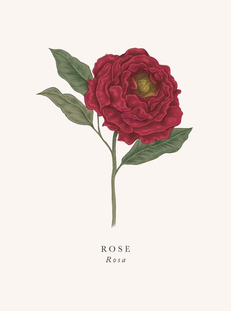 Book & Botanicals: Rose