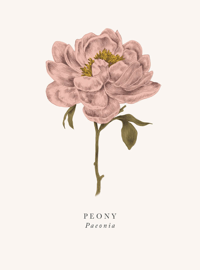 Book & Botanicals: Peony