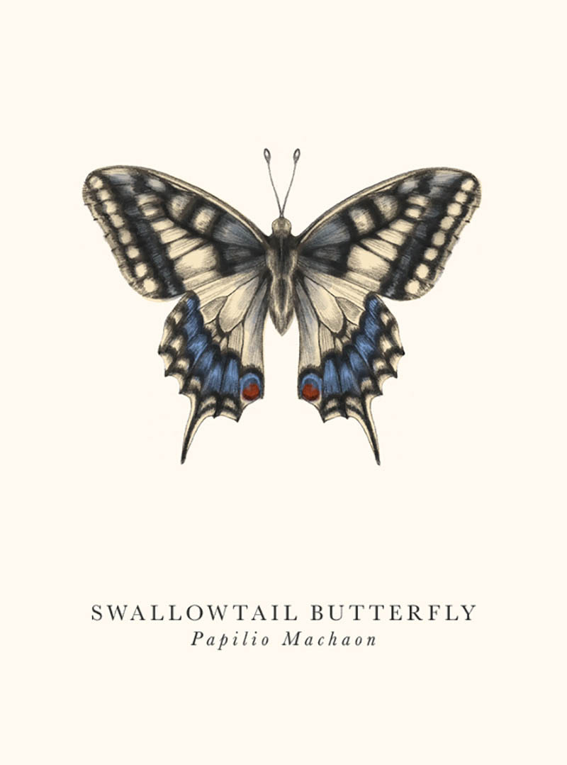 Book & Botanicals: Swallow Butterfly