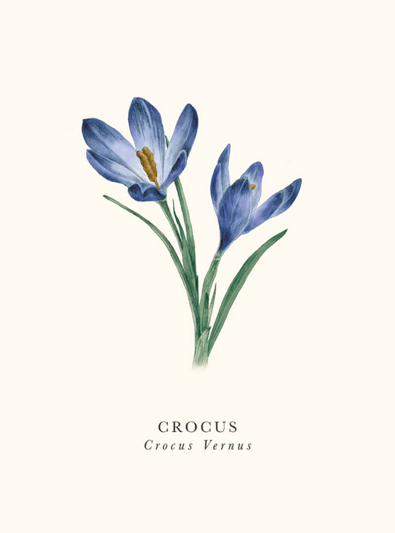 Book & Botanicals: Crocus