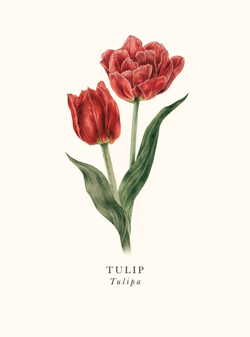 Book & Botanicals: Tulips