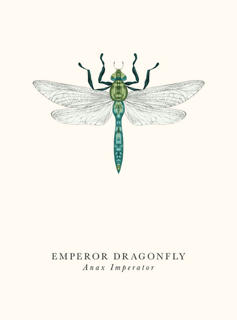 Book & Botanicals: Emperor Dragonfly