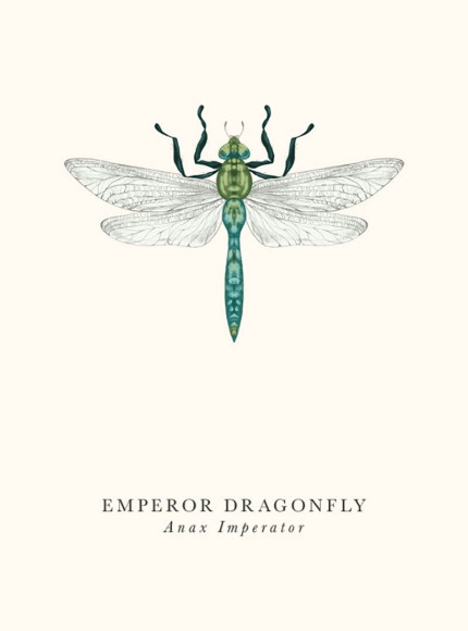 Book & Botanicals: Emperor Dragonfly