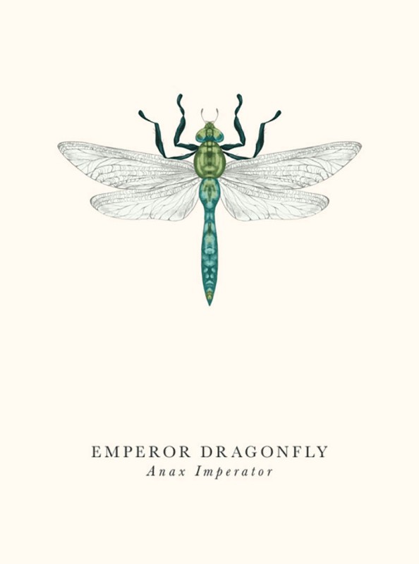 Book & Botanicals: Emperor Dragonfly