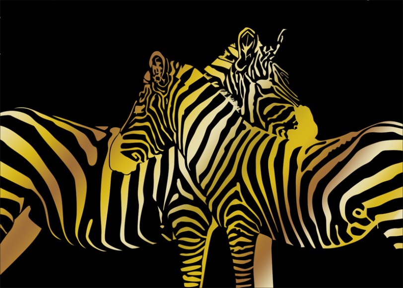 Black White: Zebras