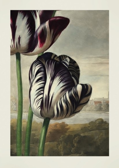 Temple Of Flora: Tulips
